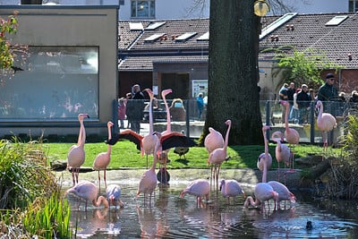 Flamingos im Tierpark in Bochum, 04.04.2023. Foto: Lutz Leitmann/Stadt Bochum